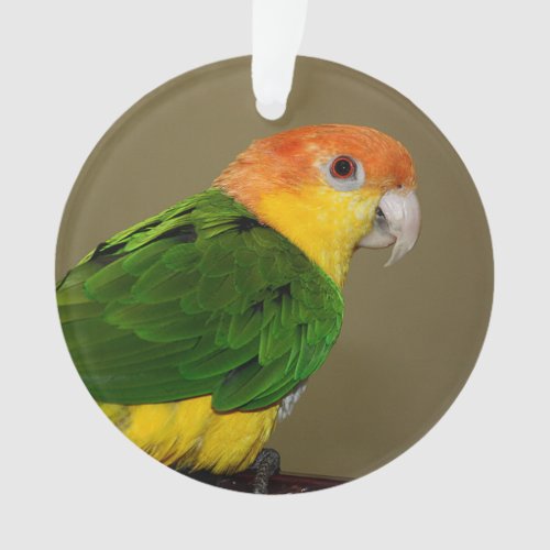 Beautiful White Bellied Caique Parrot Posing Ornament