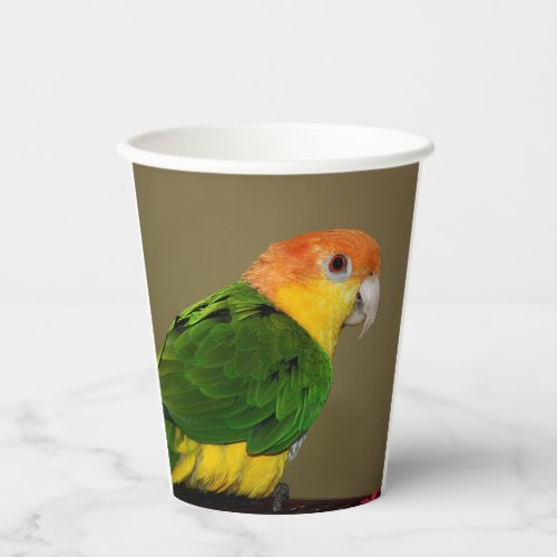 Beautiful White Bellied Caique Parrot Posing Paper Cups