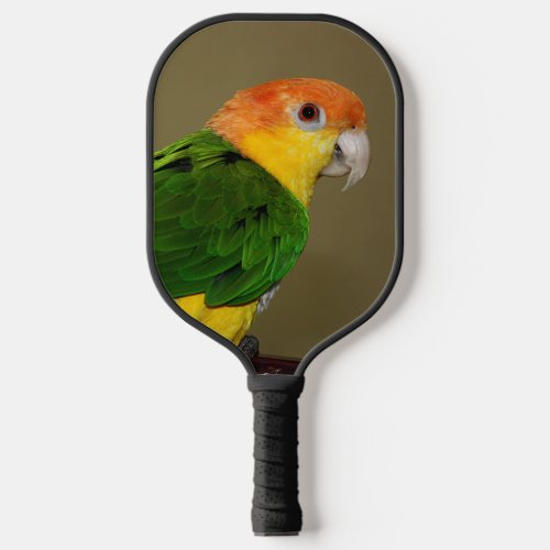 Beautiful White Bellied Caique Parrot Posing Pickleball Paddle