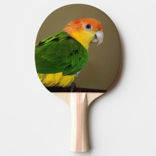 Beautiful White Bellied Caique Parrot Posing Ping Pong Paddle