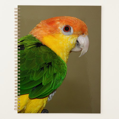 Beautiful White Bellied Caique Parrot Posing Planner