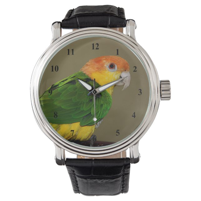 Beautiful White Bellied Caique Parrot Posing Watch (Front)