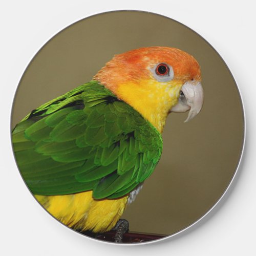 Beautiful White Bellied Caique Parrot Posing Wireless Charger