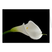 Beautiful white calla (Front Horizontal)