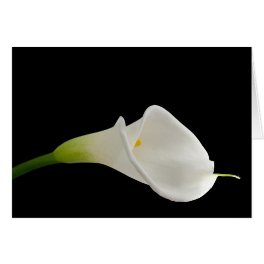 Beautiful white calla cards (Front Horizontal)