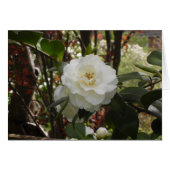 Beautiful White Camellia (Front Horizontal)