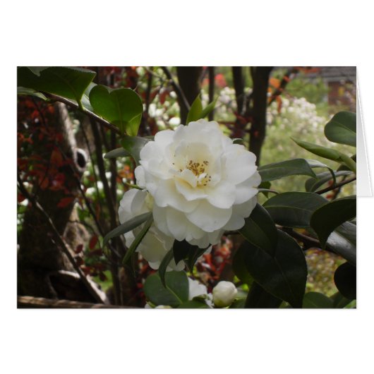 Beautiful White Camellia (Front Horizontal)
