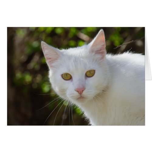 Beautiful White Cat