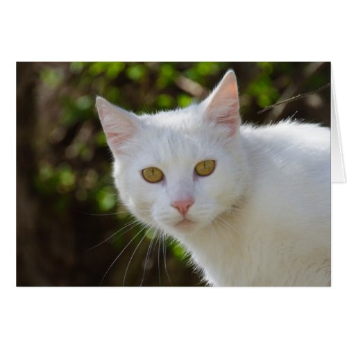 Beautiful White Cat