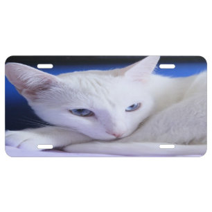 Beautiful White Cat/Add Your Pet's Photo License Plate