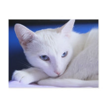 Beautiful White Cat/Add Your Pet's Photo