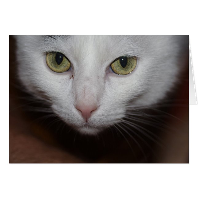 Beautiful White Cat Cards (Front Horizontal)