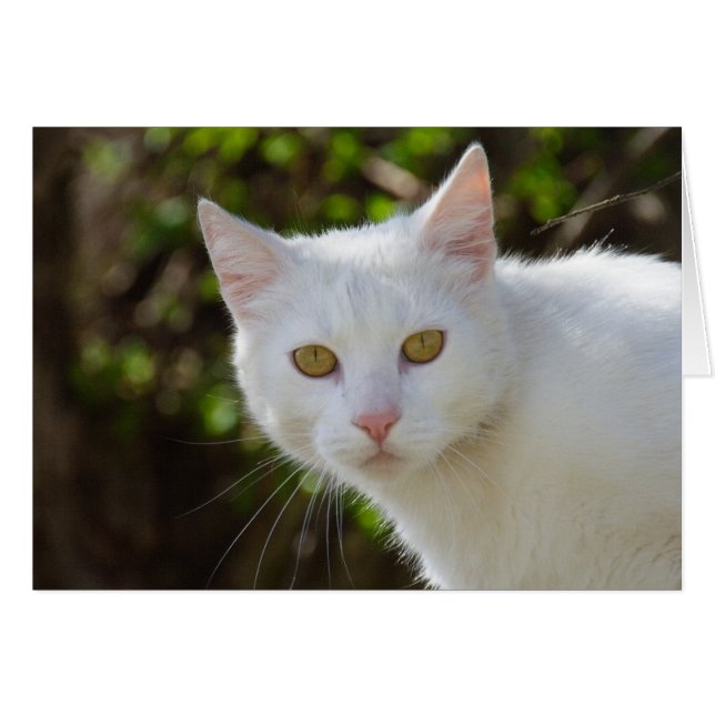 Beautiful White Cat Cards (Front Horizontal)