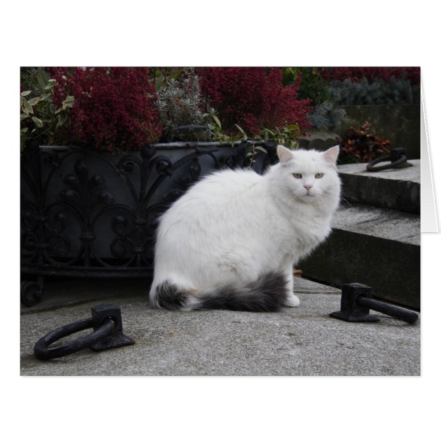 Beautiful White Cat On A Grave Cards (Front Horizontal)