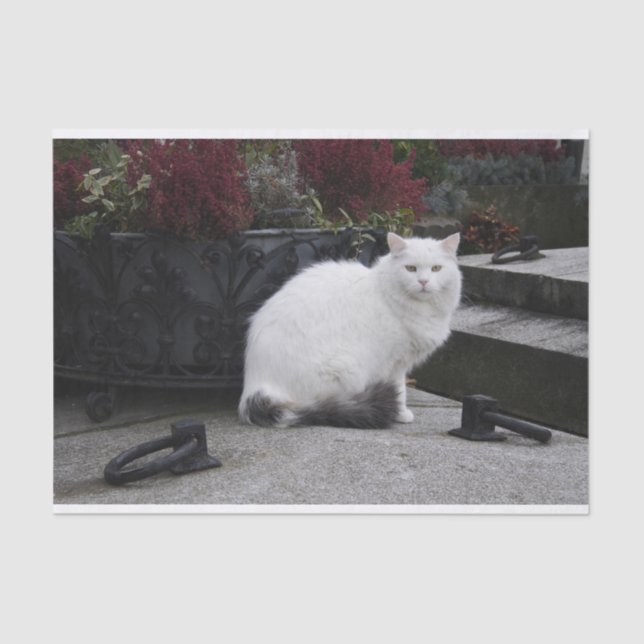 Beautiful White Cat On A Grave Tissue Paper (Front)