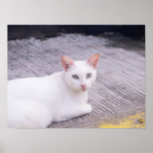 Beautiful White Cat Poster