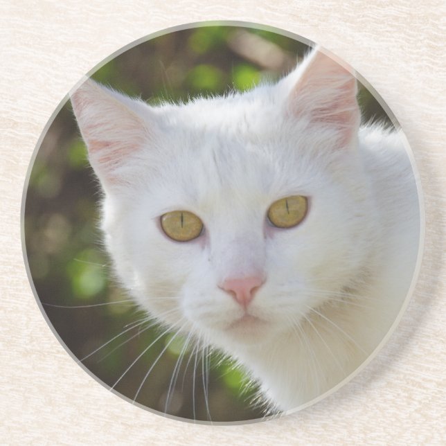 Beautiful White Cat Sandstone Coaster (Front)
