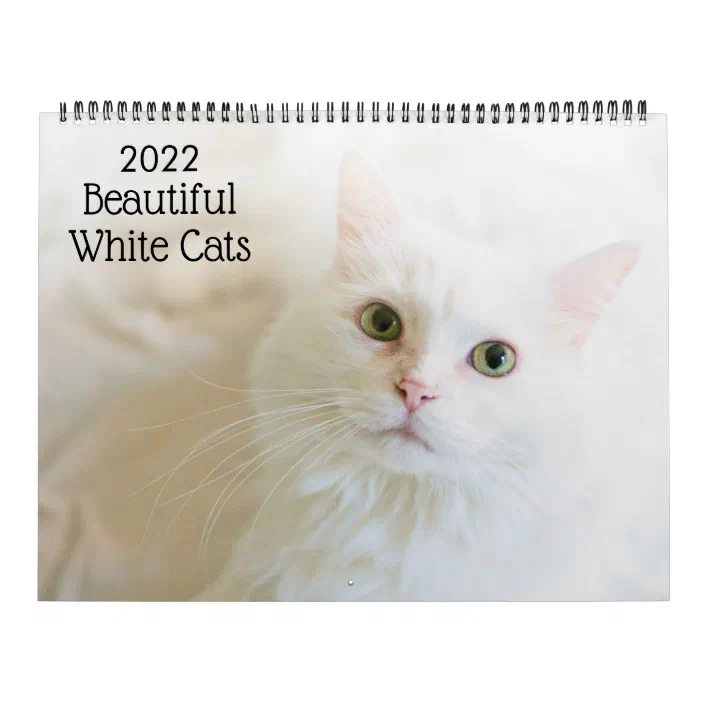 Uw 2023 Calendar Beautiful White Cats 2022 Calendar | Zazzle.com