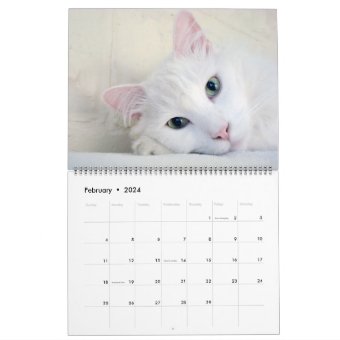 Beautiful White Cats 2022 Calendar | Zazzle