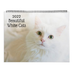 Beautiful White Cats 2022 Calendar at Zazzle