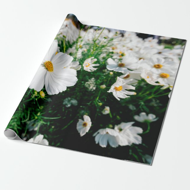 Beautiful white cosmos flowers blooming in gardena wrapping paper (Unrolled)