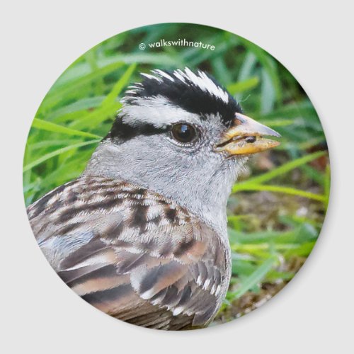 Beautiful White_Crowned Sparrow in the Grass Magnet