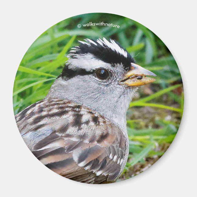 Beautiful White-Crowned Sparrow in the Grass Magnet (Front)