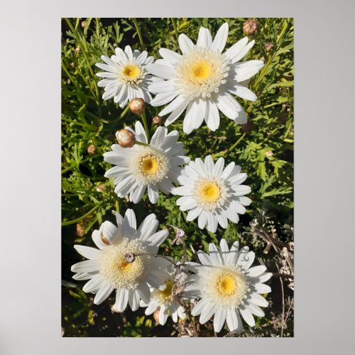 Beautiful White Daisy Flower Garden Poster