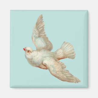 beautiful white dove magnet