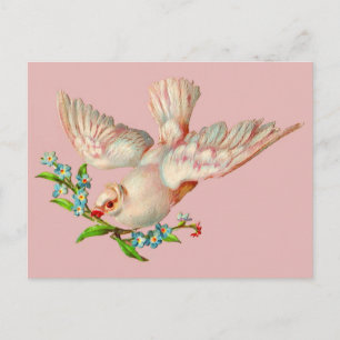 beautiful white dove with sprig in its mouth postcard