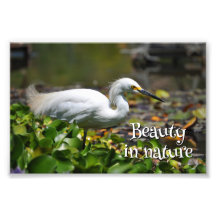 Beautiful white heron