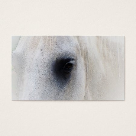 Beautiful White Horse Closeup