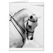 Beautiful white Horse head (Front)