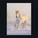 Beautiful White Horse Running in the Snow Postcard<br><div class="desc">Postcard with a photograph of a gorgeous white horse. Running through a snow covered field. Majestic and beautiful.</div>