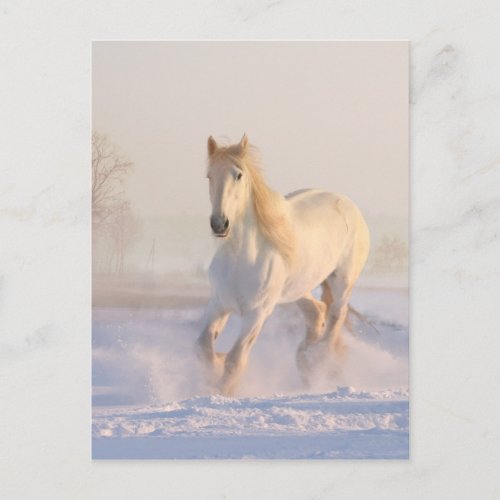 Beautiful White Horse Running in the Snow Postcard