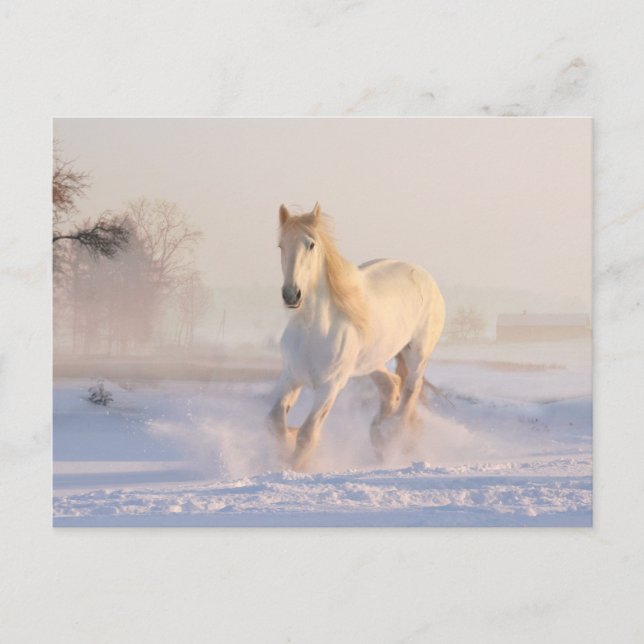 Beautiful White Horse Running in the Snow Postcard (Front)