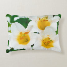 Beautiful White lilies - Lilium candidum 