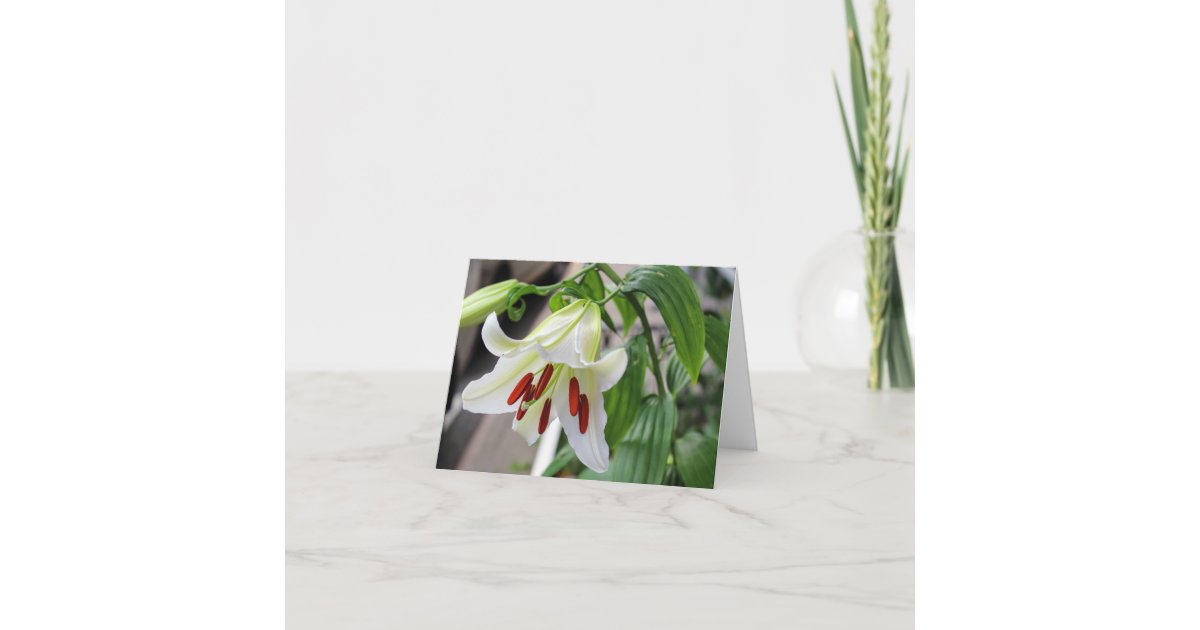 BEAUTIFUL WHITE LILY THANK YOU CARD | Zazzle