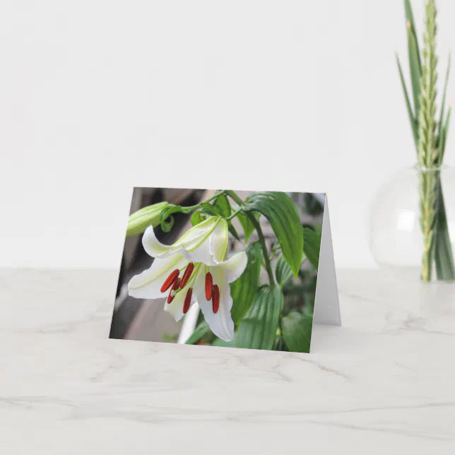 BEAUTIFUL WHITE LILY THANK YOU CARD | Zazzle