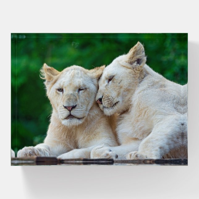 Beautiful White Lions Cuddling Paperweight (Front)