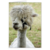 Beautiful White Llama (Front)