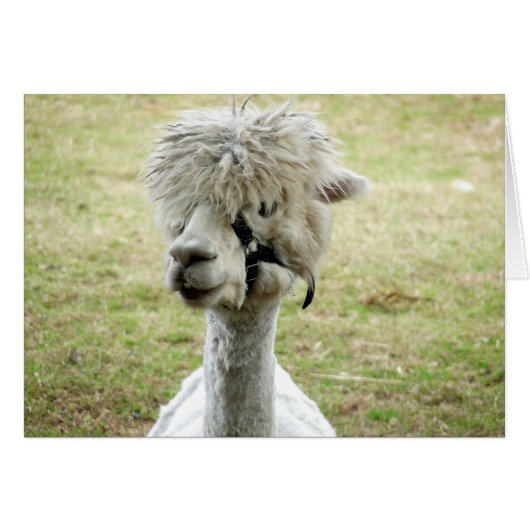 Beautiful White Llama (Front Horizontal)