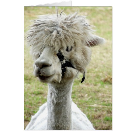 Beautiful White Llama Cards (Front)