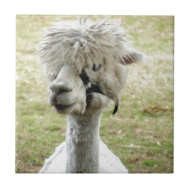 Beautiful White Llama Tile (Front)