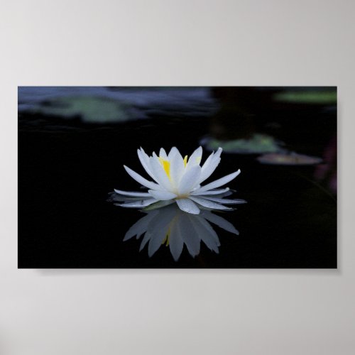 Beautiful White LotusLakeZen Poster