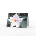 Beautiful White Olive Flower Blank Greeting Card