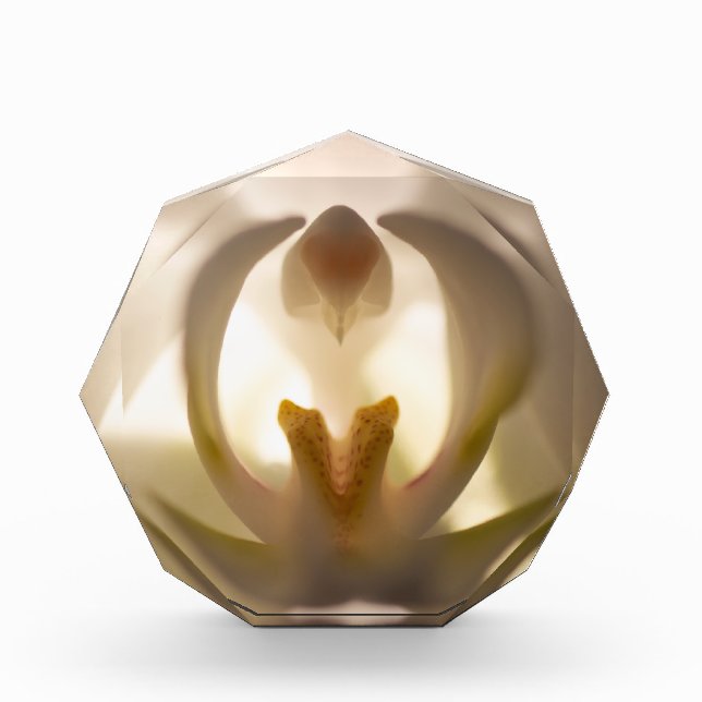 Beautiful White Orchid Print Photo Block (Front)