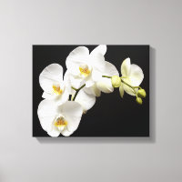 Beautiful White Orchid with Black Background