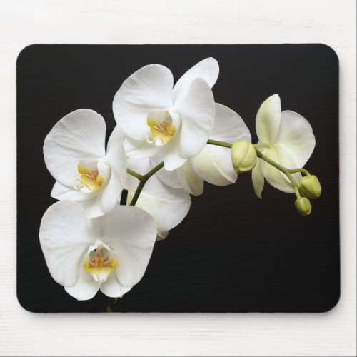 Beautiful White Orchid with Black Background Mouse Pad