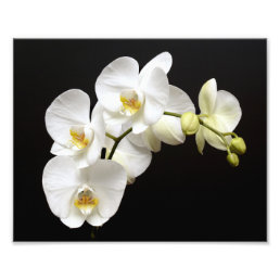 Beautiful White Orchid with Black Background Photo Print
